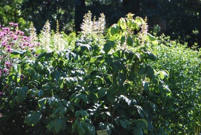 Aesculus parviflora - jírovec drobnokvětý - květenství